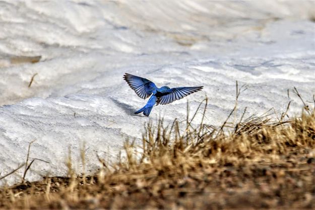 Bluebird. Photo by Sharon Rauenzahn.