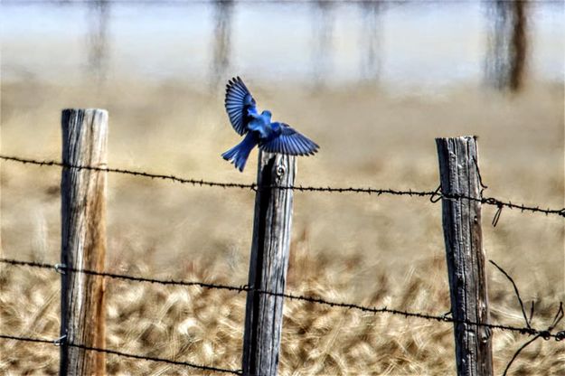 Bluebird. Photo by Sharon Rauenzahn.