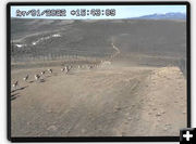 Pronghorn moving north. Photo by Trappers Point Wildlife Webcam.