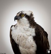 Osprey. Photo by Tony Vitolo.