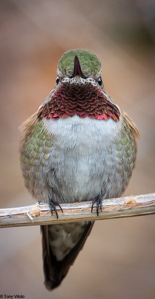 Broad-Tailed Hummingbird. Photo by Tony Vitolo.