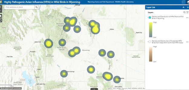 Avian flu in wild birds in Wyoming. Photo by Wyoming Game & Fish.