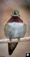 Broad-Tailed Hummingbird. Photo by Tony Vitolo.