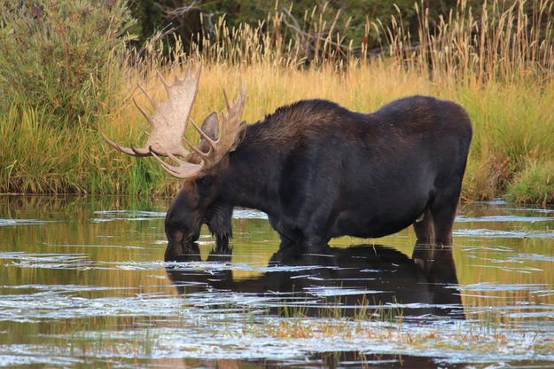 Moose Mania. Photo by Fred Pflughoft.