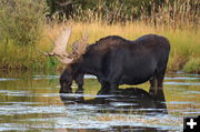 Moose Mania. Photo by Fred Pflughoft.