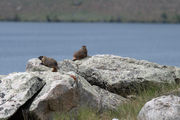 Marmots Watching the Lake. Photo by Arnie Brokling.