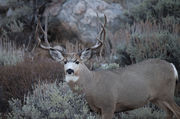 Mule Deer Buck. Photo by Arnie Brokling.