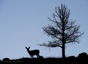 Mule Deer Silhouette. Photo by Arnie Brokling.