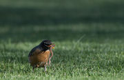 Early Bird. Photo by Arnie Brokling.