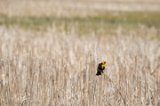 Yellow Headed Blackbird. Photo by Arnie Brokling.