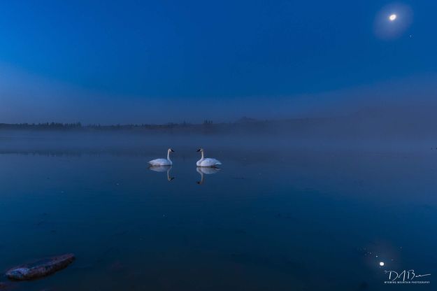 Where Else--Swan Lake. Photo by Dave Bell.