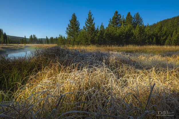 Frosty Grasses. Photo by Dave Bell.