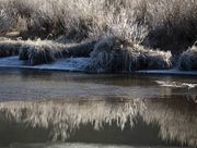 Frosty Bush Reflection. Photo by Dave Bell.