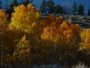 Golden Aspens. Photo by Dave Bell.