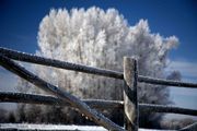 Frosty Fence. Photo by Dave Bell.
