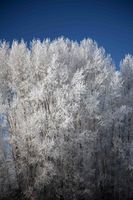 Frosty Cottonwoods. Photo by Dave Bell.