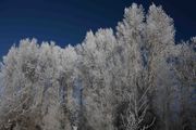 Frosty White Cottonwoods. Photo by Dave Bell.