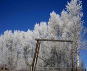 White Trees and Pasture Gate. Photo by Dave Bell.