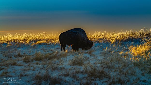 Frosty Morning Grasses And Bison Silhouette. Photo by Dave Bell.