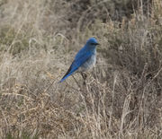 Bluebird In The Bush. Photo by Dave Bell.