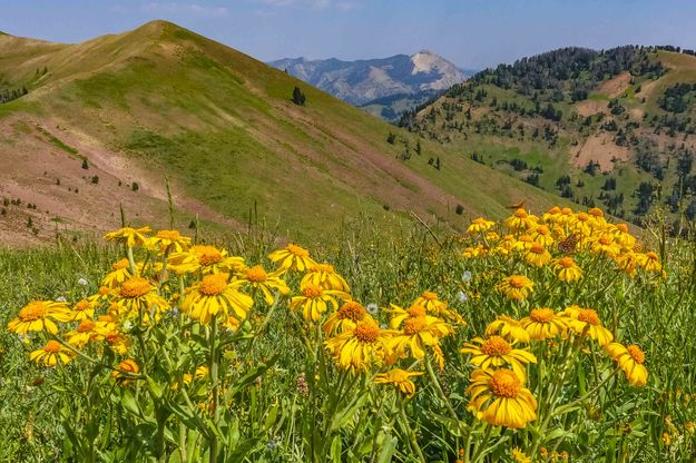 Flowers On The Wyoming Range Crest. Photo by Dave Bell.