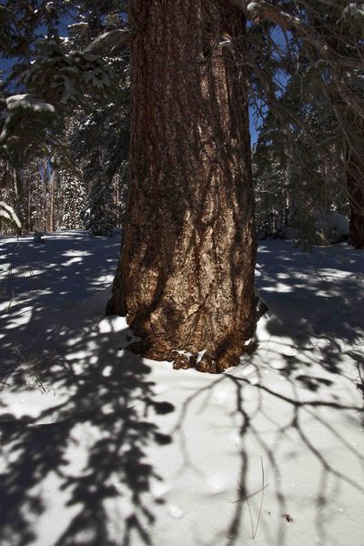 Big Trunk (Presidents Day). Photo by Dave Bell.