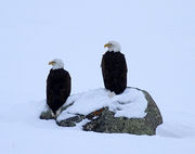 Two Eagles. Photo by Dave Bell.