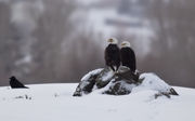 Two On A Rock And A Raven. Photo by Dave Bell.