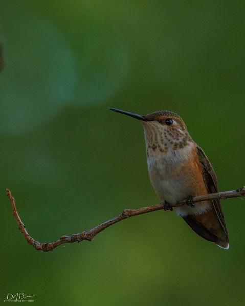 Hummingbird. Photo by Dave Bell.