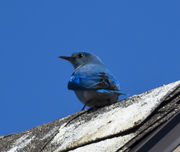 My First 2013 Bluebird!!. Photo by Dave Bell.