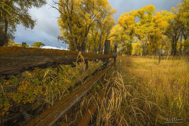 Old Fence Rails. Photo by Dave Bell.