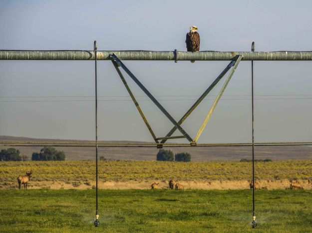 Baldy, Center Pivot And Farson Elk--Quite A Combination. Photo by Dave Bell.