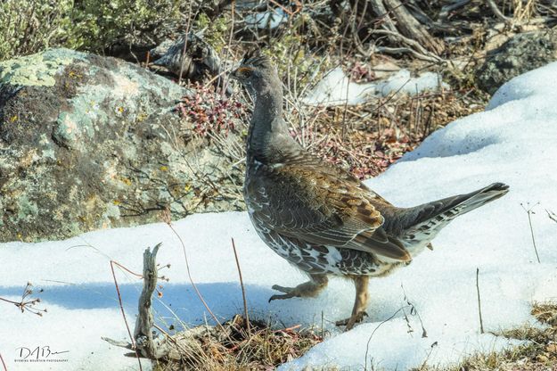 Blue Grouse. Photo by Dave Bell.