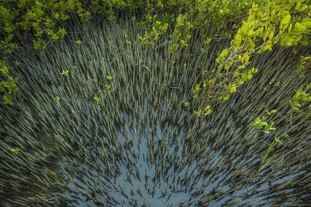 Mangrove Shoots. Photo by Dave Bell.