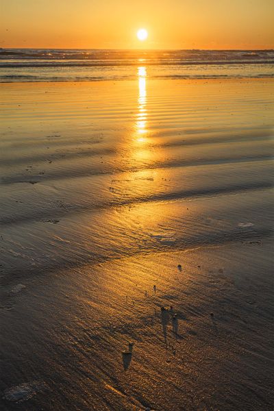 Golden Ripples. Photo by Dave Bell.