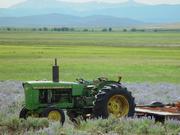 Tractor in Lupine. Photo by Dave Bell.