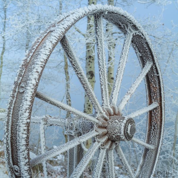 Frosty Wheel. Photo by Dave Bell.
