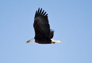 Bald Eagle In Flight. Photo by Dave Bell.
