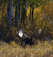 Bull Moose Laying In Brush. Photo by Dave Bell.
