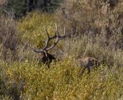 Bull Elk #1 In Brush. Photo by Dave Bell.