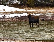 Green River Moose. Photo by Dave Bell.