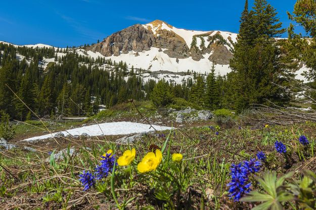 Spring Shows Up In The Wyoming Range. Photo by Dave Bell.