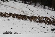 Riling Draw Elk Herd. Photo by Dave Bell.