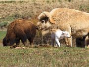 White Bison Calf. Photo by Dave Bell.