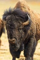 Old Bison Bull. Photo by Dave Bell.