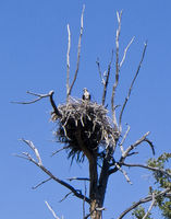 Osprey On The Nest. Photo by Dave Bell.