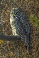 Great Gray Owl. Photo by Dave Bell.