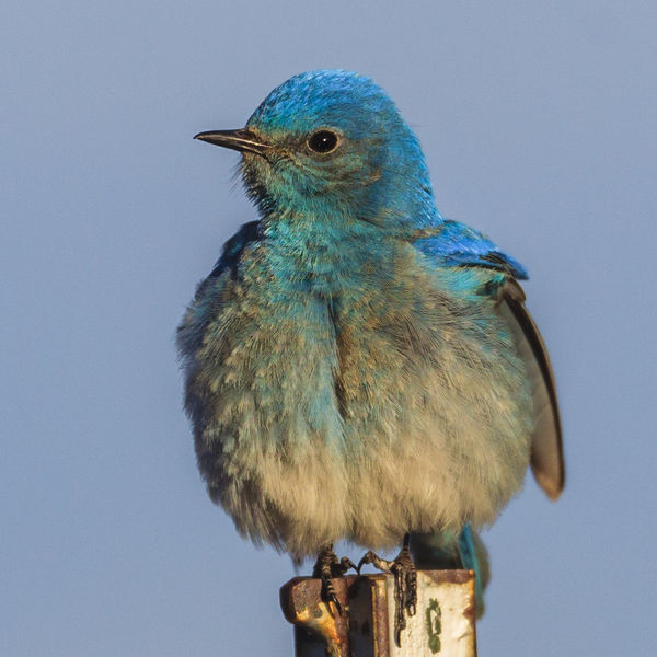 Mr. Bluebird. Photo by Dave Bell.