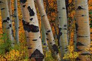 Fall Aspen Beauty. Photo by Dave Bell.
