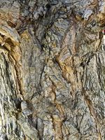 Bark Texture. Photo by Dave Bell.